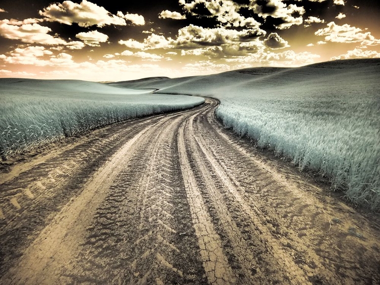 Picture of USA-WASHINGTON STATE-PALOUSE-COUNTRY BACKROAD THROUGH SPRING CROPS