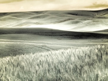 Picture of USA-WASHINGTON STATE-PALOUSE-CROPS GROWING ON THE ROLLING HILLS OF THE PALOUSE