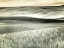 Picture of USA-WASHINGTON STATE-PALOUSE-CROPS GROWING ON THE ROLLING HILLS OF THE PALOUSE