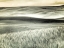 Picture of USA-WASHINGTON STATE-PALOUSE-CROPS GROWING ON THE ROLLING HILLS OF THE PALOUSE