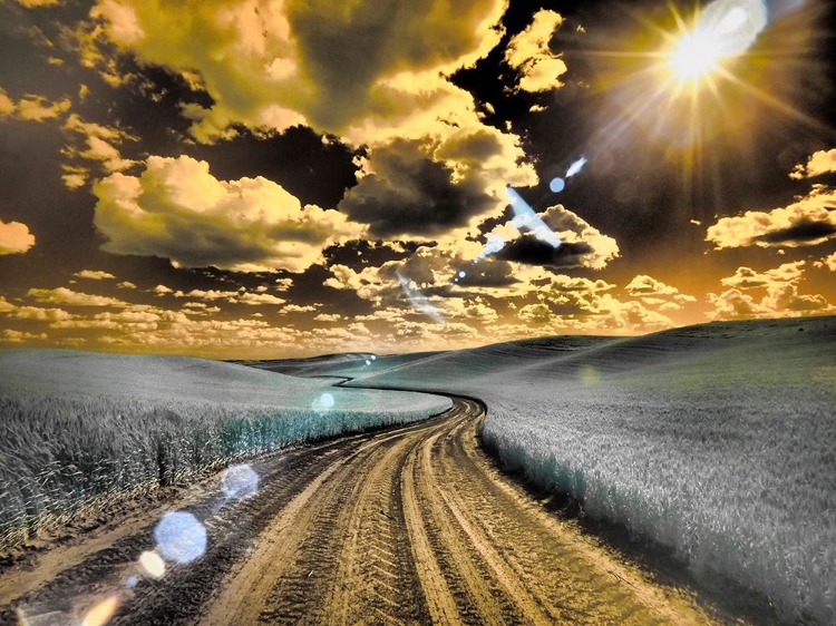 Picture of USA-WASHINGTON STATE-PALOUSE-COUNTRY BACKROAD THROUGH SPRING CROPS