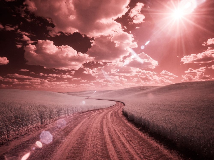 Picture of USA-WASHINGTON STATE-PALOUSE-COUNTRY BACKROAD THROUGH SPRING CROPS