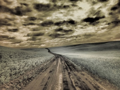 Picture of USA-WASHINGTON STATE-PALOUSE-COUNTRY BACKROAD THROUGH SPRING CROPS