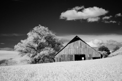 Picture of USA-PALOUSE COUNTRY-WASHINGTON STATE-INFRARED PALOUSE FIELDS AND BARN