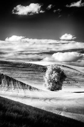 Picture of USA-PALOUSE COUNTRY-WASHINGTON STATE-INFRARED PALOUSE FIELDS AND LONE TREE