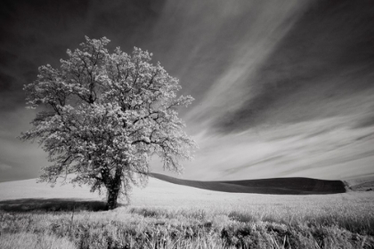 Picture of USA-PALOUSE COUNTRY-WASHINGTON STATE-INFRARED PALOUSE FIELDS AND LONE TREE