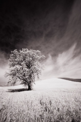 Picture of USA-PALOUSE COUNTRY-INFRARED PALOUSE FIELDS AND LONE TREE