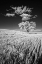 Picture of USA-PALOUSE COUNTRY-WASHINGTON STATE-INFRARED PALOUSE FIELDS AND LONE TREE