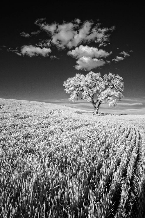 Picture of USA-PALOUSE COUNTRY-WASHINGTON STATE-INFRARED PALOUSE FIELDS AND LONE TREE