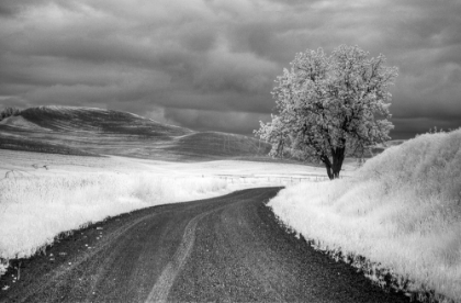 Picture of USA-INFRARED PALOUSE FIELDS-BACKROAD AND TREE