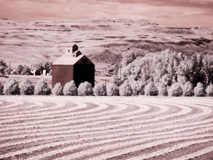 Picture of USA-WASHINGTON STATE-PALOUSE-HARVEST LIES IN FIELD WITH BARN