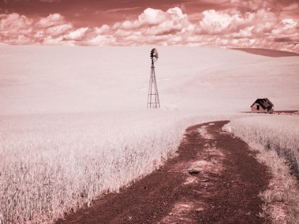 Picture of USA-WASHINGTON STATE-PALOUSE-BACKROAD THROUGH WHEAT FIELD