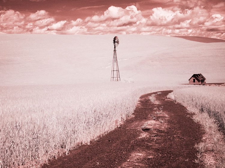 Picture of USA-WASHINGTON STATE-PALOUSE-BACKROAD THROUGH WHEAT FIELD