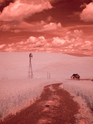 Picture of USA-WASHINGTON STATE-PALOUSE-BACKROAD THROUGH WHEAT FIELD