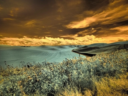 Picture of USA-WASHINGTON STATE-PALOUSE-SPRING POPPIES AND BACKCOUNTRY ROAD THROUGH WHEAT FIELD AND CLOUDS