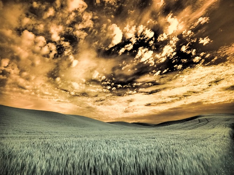 Picture of USA-WASHINGTON STATE-PALOUSE-WHEAT FIELD AND CLOUDS