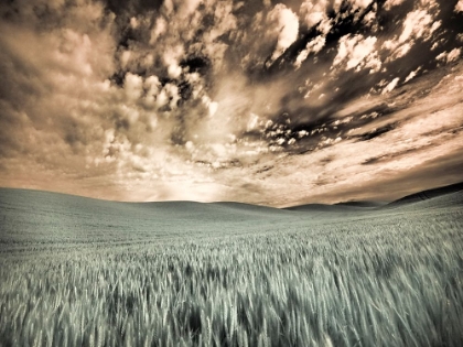 Picture of USA-WASHINGTON STATE-PALOUSE-WHEAT FIELD AND CLOUDS