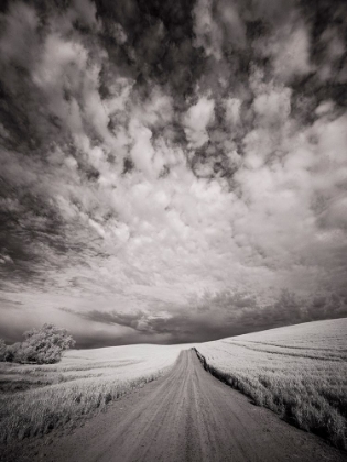 Picture of USA-WASHINGTON STATE-PALOUSE-BACKCOUNTRY ROAD THROUGH WHEAT FIELD AND CLOUDS