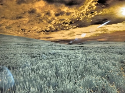 Picture of USA-WASHINGTON STATE-PALOUSE-WHEAT FIELD AND CLOUDS