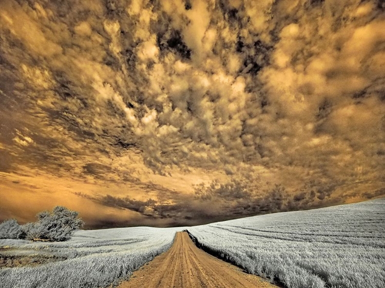 Picture of USA-WASHINGTON STATE-PALOUSE-BACKCOUNTRY ROAD THROUGH WHEAT FIELD AND CLOUDS