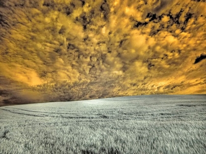 Picture of USA-WASHINGTON STATE-PALOUSE-WHEAT FIELD AND CLOUDS