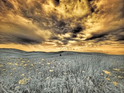 Picture of USA-WASHINGTON STATE-PALOUSE-SPRING POPPIES AND WHEAT FIELD AND CLOUDS
