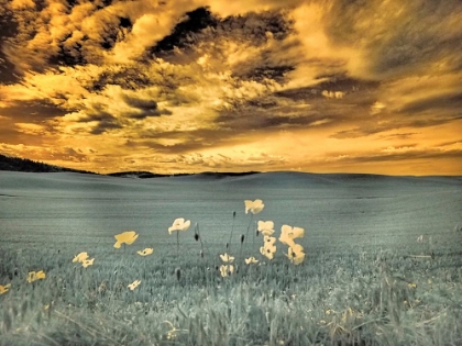 Picture of USA-WASHINGTON STATE-PALOUSE-SPRING POPPIES AND WHEAT FIELD AND CLOUDS