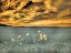 Picture of USA-WASHINGTON STATE-PALOUSE-SPRING POPPIES AND WHEAT FIELD AND CLOUDS