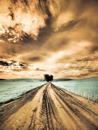 Picture of USA-WASHINGTON STATE-PALOUSE-BACKCOUNTRY ROAD THROUGH WHEAT FIELD WITH LONE TREE AND CLOUDS