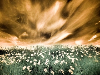 Picture of USA-WASHINGTON STATE-PALOUSE-SPRING POPPIES AND BACKCOUNTRY ROAD THROUGH WHEAT FIELD AND CLOUDS