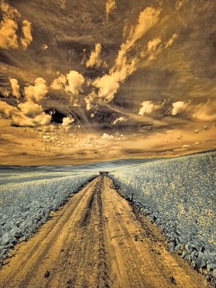 Picture of USA-WASHINGTON STATE-PALOUSE-BACKCOUNTRY ROAD THROUGH CANOLA FIELD AND CLOUDS