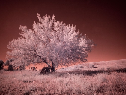 Picture of USA-WASHINGTON STATE-PALOUSE REGION-LONE TREE IN FIELD