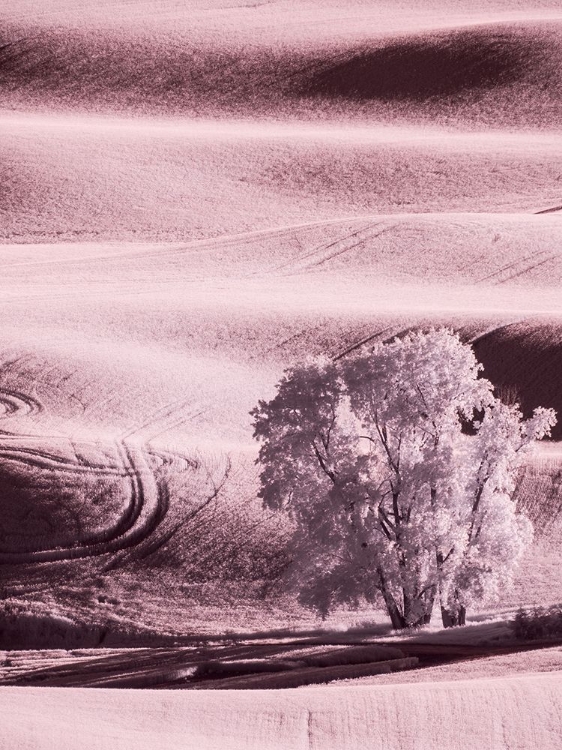 Picture of USA-WASHINGTON STATE-PALOUSE REGION-LONE TREE IN FIELD