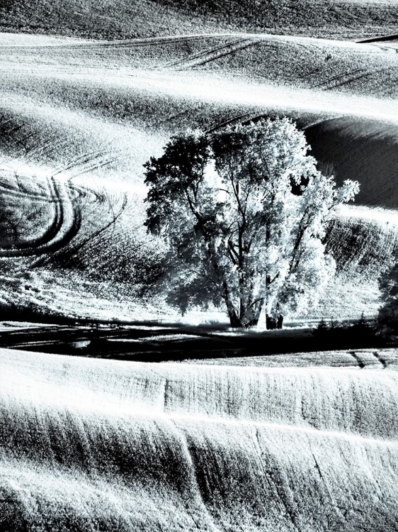 Picture of USA-WASHINGTON STATE-PALOUSE REGION-LONE TREE IN FIELD