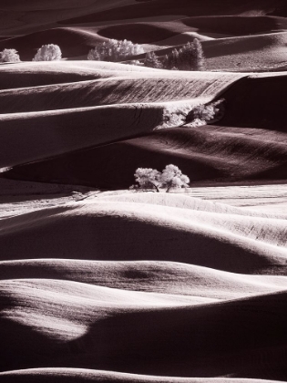 Picture of USA-WASHINGTON STATE-PALOUSE REGION-ROLLING HILLS AT SUNSET