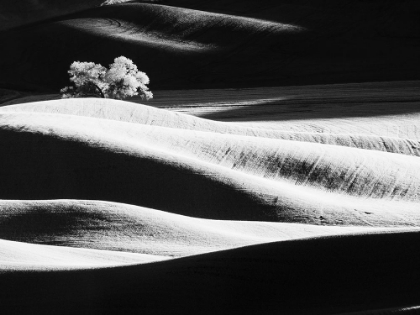 Picture of USA-WASHINGTON STATE-PALOUSE REGION-LONE TREE IN FIELD