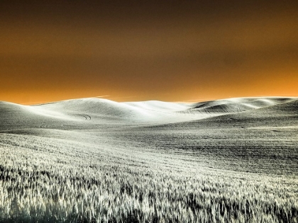 Picture of USA-WASHINGTON STATE-PALOUSE REGION-ROLLING HILLS OF WHEAT