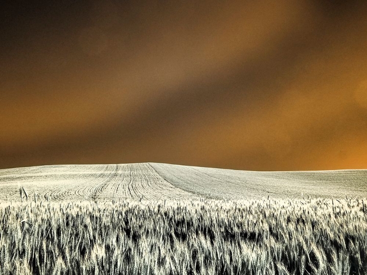 Picture of USA-WASHINGTON STATE-PALOUSE REGION-ROLLING HILLS OF WHEAT