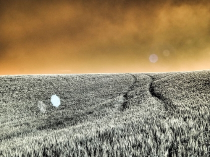 Picture of USA-WASHINGTON STATE-PALOUSE REGION-ROLLING HILLS OF WHEAT