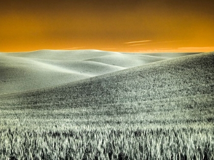 Picture of USA-WASHINGTON STATE-PALOUSE REGION-ROLLING HILLS OF WHEAT