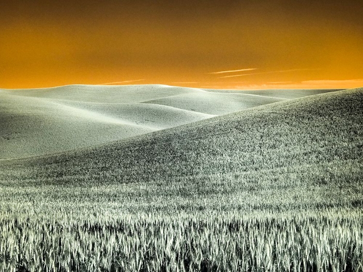 Picture of USA-WASHINGTON STATE-PALOUSE REGION-ROLLING HILLS OF WHEAT