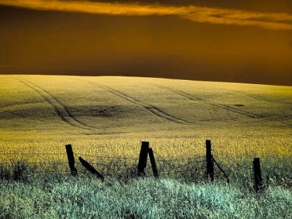 Picture of USA-WASHINGTON STATE-PALOUSE REGION-FENCE AND FIELD OF WHEAT