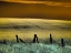 Picture of USA-WASHINGTON STATE-PALOUSE REGION-FENCE AND FIELD OF WHEAT