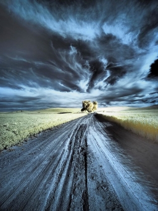 Picture of USA-WASHINGTON STATE-PALOUSE REGION-BACKCOUNTRY ROAD LEADING TO LONE TREE