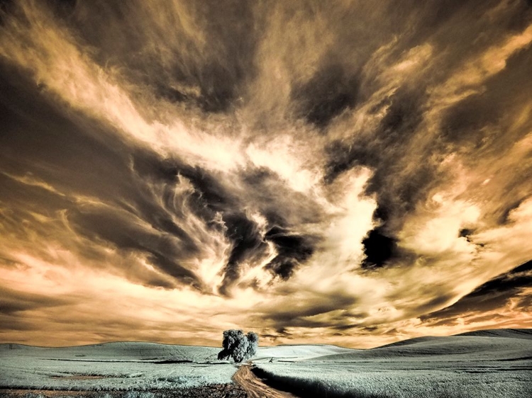 Picture of USA-WASHINGTON STATE-PALOUSE REGION-BACKCOUNTRY ROAD LEADING TO LONE TREE