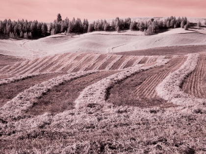Picture of USA-WASHINGTON STATE-PALOUSE REGION-HARVEST CUT LINES IN FIELD