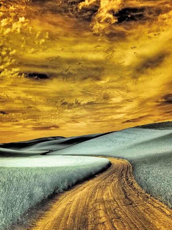 Picture of USA-WASHINGTON STATE-PALOUSE REGION-WINDING BACKCOUNTRY ROAD THROUGH WHEAT FIELDS