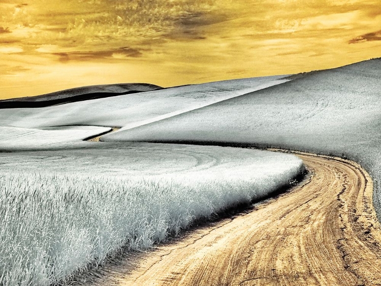 Picture of USA-WASHINGTON STATE-PALOUSE REGION-WINDING BACKCOUNTRY ROAD THROUGH WHEAT FIELDS