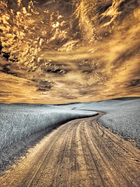 Picture of USA-WASHINGTON STATE-PALOUSE REGION-WINDING BACKCOUNTRY ROAD THROUGH WHEAT FIELDS