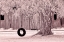 Picture of USA-WASHINGTON STATE-SKAGIT VALLEY-OLD WILLOW TREE AND TIRE ROPE SWING